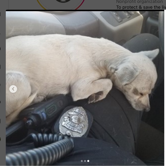 Lahaina 🐈🐴🐇🐾🐶🐎🦮🐾🐈‍⬛🐓🐰Rescued Lahaina Animals - Picture 2 of 14